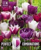 Lovely Combinations Violet &amp; White Bulb Mix