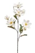 Magnolia Spray Cream 95cm image