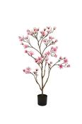 Magnolia Tree Pink 120cm (Kdp