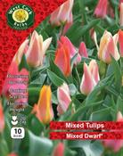 Mixed Dwarf Tulips 25 Bulbs Pack 10/11