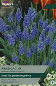 Muscari Armeniacum image