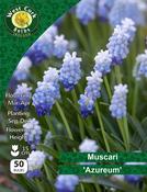 Muscari Azureum 50 Bulbs image
