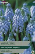 Muscari Valerie Finnis image