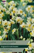 Narcissi Canaliculatus 10-12