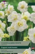 Narcissi Cheerfulness White 10-12 image