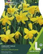 Narcissi February Gold XL