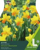 Narcissi Jetfire XL image