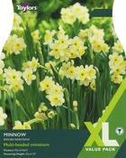 Narcissi Minnow XL image