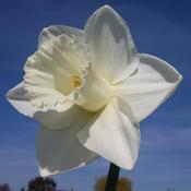 Narcissi Mount Hood 12-14