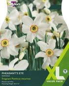 Narcissi Pheasant's Eye XL image