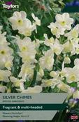 Narcissi Silver Chimes 10-12 image