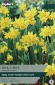 Narcissi Tete A Tete 10-11 image