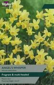 Narcissus Angels Whisper image