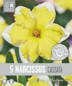 Narcissus - Cassata image
