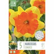 Narcissus - Congress image