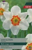 Narcissus June Allyson 12-14 image