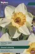 Narcissus Pastel Gem