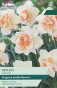 Narcissus Replete 12-14 P/P
