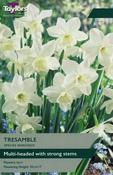 Narcissus Tresamble image