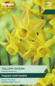 Narcissus Yellow Ocean 10-12 P/P image