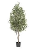 Olive Pyramid 170cm/3243lvs