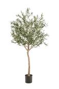 Olive Tree 180cm image