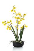 Oncidium Orchid Yellow In Pot 58cm