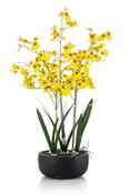 Oncidium Orchid Yellow In Pot 68cm