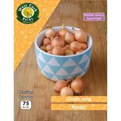 Onion Sets Radar 75 Pack image
