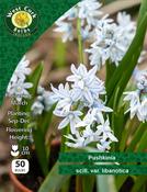 Pushkinia Libanotica 50 Bulbs