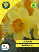 Red Devon Daffodils 3kg Net