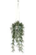 Rhipsalis In Hanging Pot 110cm image