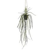 Rhypsalis Hanging In Pot 120cm