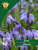 Scilla Siberica 50 Bulbs