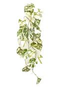 Scindapsus Hanging Bush Green/White 90cm