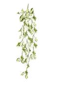 Scindapsus Hanging Spray Green/White 85cm