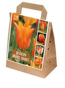 Shades Of Colour Orange Tulip Shade Mix image