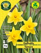 Tamara Daffodils 3kg