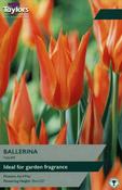 Tulip Ballerina 11-12 image