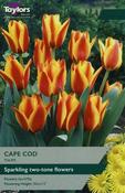 Tulip Cape Cod image