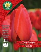 Tulip Darwin Hybrid 'Parade' 10 Bulbs Prepack