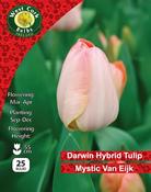 Tulip Darwin 'Mystic Van Eijk' 25 Bulbs
