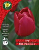 Tulip Darwin 'Red Impression' 25 Bulbs Pack 10/11