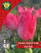 Tulip Darwin 'Van Eijk' 25 Bulbs Pack 10/11