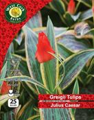 Tulip Dwarf 'Julius Caesar' 25 Bulbs Pack 10/11