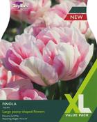 Tulip Finola XL image