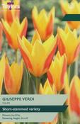 Tulip Giuseppe Verdi 10-11 P/P image