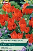 Tulip Praestans Zwanenburg 8+ P/P