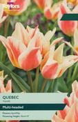 Tulip Quebec 11-12 Lp image