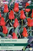 Tulip Red Riding Hood 10-11 P/P image